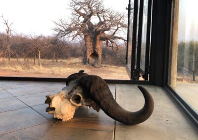 Hunting Trophies by Clients of Dream Hunt Safaris