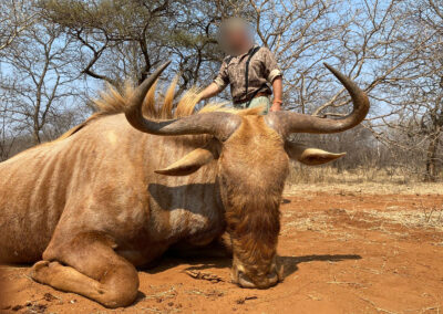 Hunting Trophies by Clients of Dream Hunt Safaris